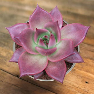 Echeveria Taurus - Эхеверия Таурус, Эхеверия телец, Echeveria agavoides Taurus