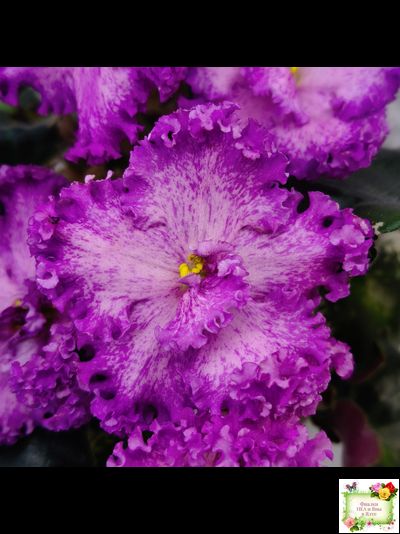 РС-Тропикана (С. Н. Репкина) 2015 г.