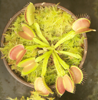 Dionaea muscipula "Schuppenstiel"