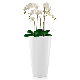 Орхидея Фаленопсис + RONDO 32