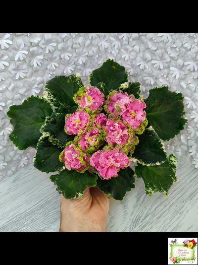 МТ-Яблочные Облака (М. Тотиева) 2023 г.