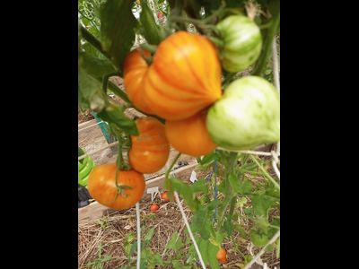 Томат Радужный сердцевидный джаз (Rainbow jazz heart)