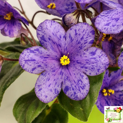 Winnie The Pooh (LLG/Sorano) (клакамас)