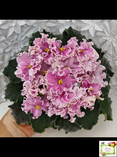 НД-Ливадия (Н. Данилова-Суворова) 2020 г.