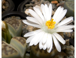 Lithops karasmontana v.lericheana C267 - 10 семян