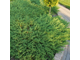 Можжевельник горизонтальный Андорра Компакт (Juniperus horizontalis Andorra Compact) , 2,0 л