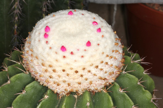 Melocactus schatzlii (D=35мм)