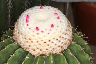 Melocactus schatzlii (D=15-18мм)