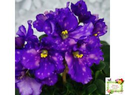 ДВ-Мегавольт (Д. Лягина) 2023 г. (гёрл-листва)