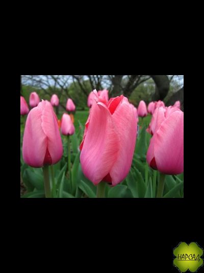 ТЮЛЬПАН дарвинов гибрид "ПИНК ПРАЙД" (1шт)