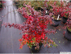 Барбарис Тунберга Ред Рокет фото в саду красовский-сад.рф