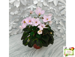 LV-Есть Время (Л. Шевелева) 2025 г. трейлер (клакамасный лонг)