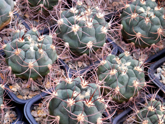 Gymnocalycium saglionis (D=40mm)