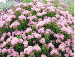 Спирея японская Little princess, C20