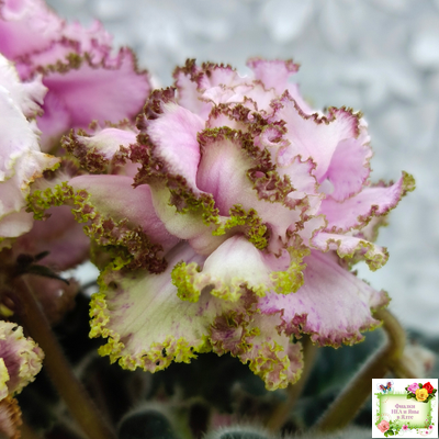 БР-Кудряшка (С. и Н. Буркацкие) 2021 г.