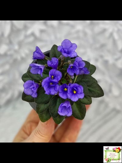 Rob's Twinkle Blue (R.Robinson)