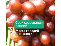Ирис