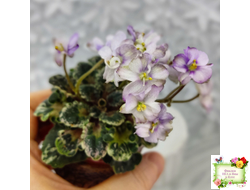 Heavenly Girl (Хевенли Гел), H.Pittman (пестролистный гёрл)