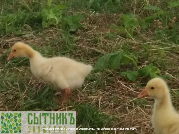 Контактный зоопарк и гуси на ферме