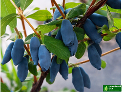 Жимолость канадская "Aurora" (Аврора)