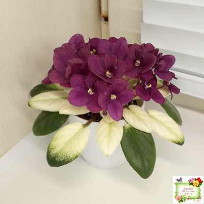 Jolly Jubilee  (H. Pittman) (9908) 03/07/2008