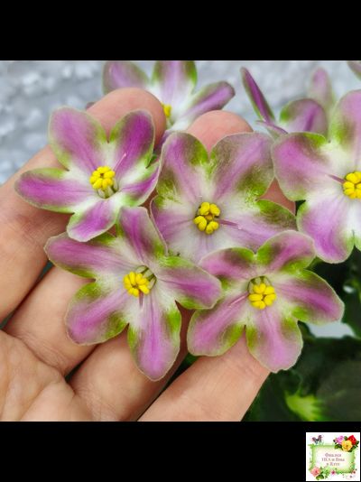 RIV-Амнезия (И. Растегаева) 2024 г.