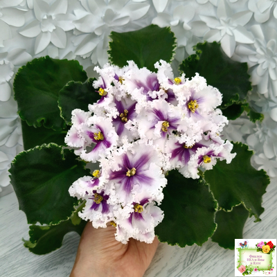 МТ-Сладкая Фантазия химерный спорт