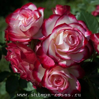 Юбилей Принца Монако