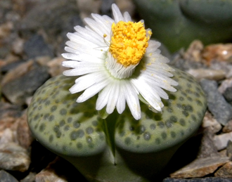 Lithops fulviceps 'Aurea' C363 - 10 семян