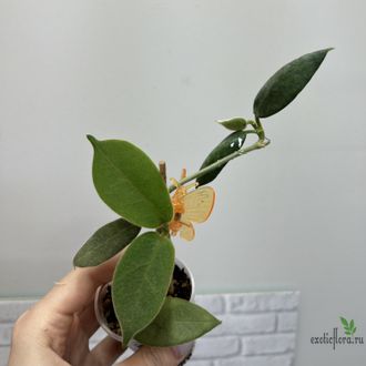 25/07/2025 Hoya Calycina