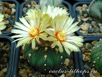 Astrophytum asterias f. Rio Grande City (семена)