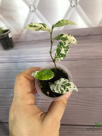Фикус Сагиттата Полька Дотс / Ficus Sagittata var. Polka Dots