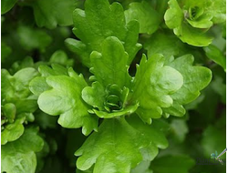 Дубок мексиканский (пучок)