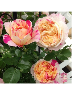 Жули Андрие (Julie Andrieu)