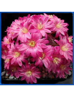 Rebutia cv. 'Gross- Volley'