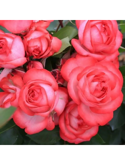 Антик 89(Antique 89)