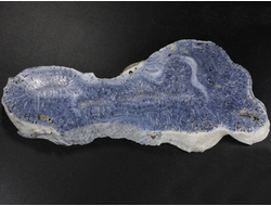 Коралл голубой Акори, Австралия (137*57*14 мм, 129 г) №37716