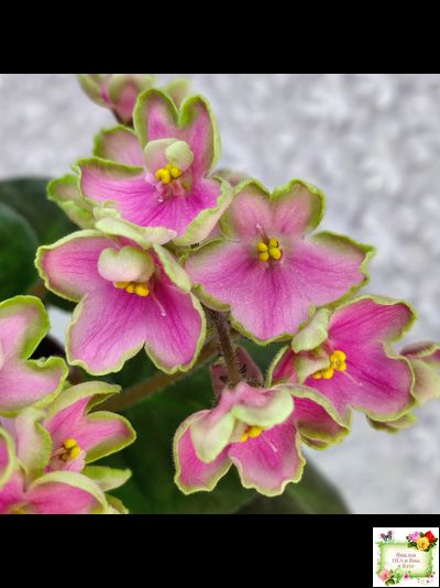 ЛЕ-Ярита (Е.Лебецкая) 2016 г.