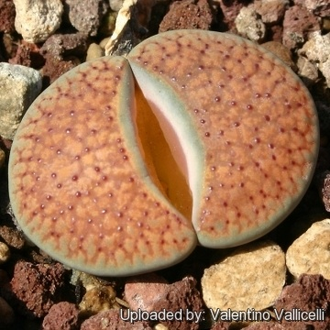 Lithops verruculosa 'inae' C157 - 10 семян