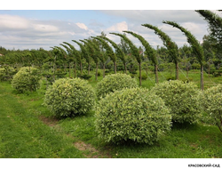 Топиар Дерен белый Элегантиссима в форме шара - Elegantissima