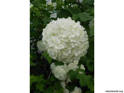 Калина Обыкновенная Розеум