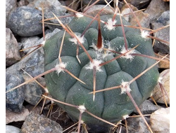 Gymnocalycium bruchii v. niveum VG 536