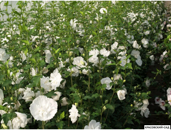 Гибискус Вайт Шифон - White Chiffon