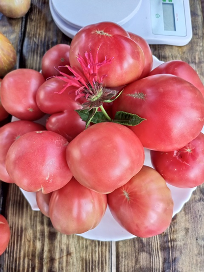 Томат гном ОПО (OPO)