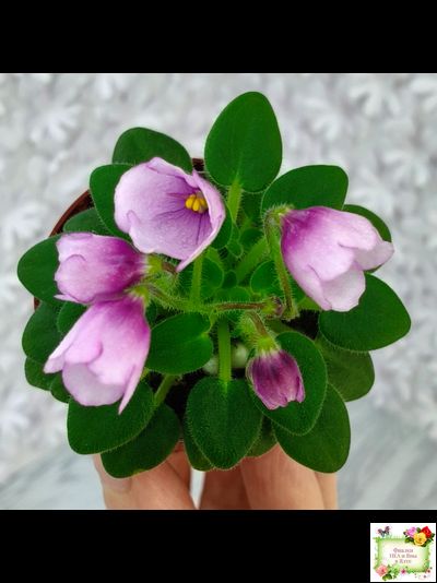 SimSim Tiny Bells (Alex Mayer)