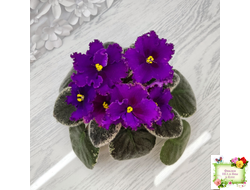 РМ-Глаз Дракона (Н. Скорнякова) 2021 г.