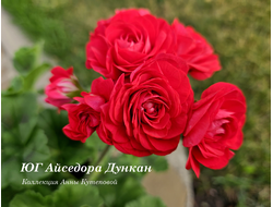 Пеларгония Айседора Дункан