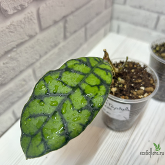 25/07/2025 Hoya Callistophylla Black veins