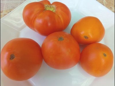 Томат Верна оранжевая