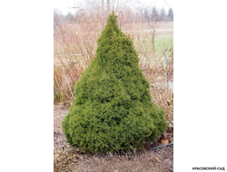 Ель сизая Коника - фото в саду - красовский-сад.рф